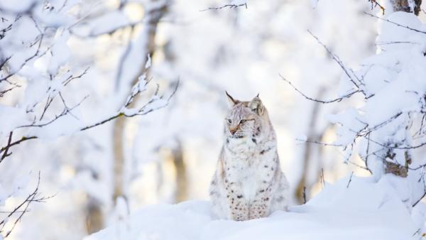 Wildlife in de bergen: deze dieren kun je tijdens je wintersport spotten